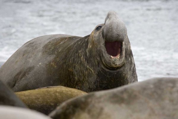 South Georgia Island Bull elephant seal